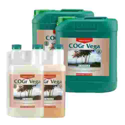 pol_pl_Canna-Cogr-Vega-A-B-wzrost-876_1.jpg