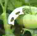 pol_pm_Herbgarden-Plant-Support-Clamps-kolanka-wspierajace-rosliny-50szt-5707_5.jpg