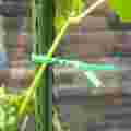 pol_pl_Herbgarden-Garden-Tie-Straight-Pre-cut-Zielony-drut-ogrodniczy-25cm-100szt-6279_3.jpg