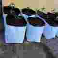 pol_pl_Herbgarden-Doniczka-foliowa-3gal-12L-1szt-5052_7.jpg