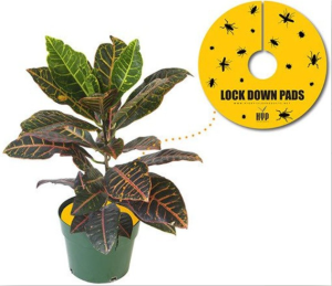 Pułapka owadobójcza Lock Down Pads - 8szt. Ø 30cm